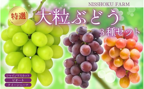 【2026年先行予約】 NISSHOKU　FARM　特選　大粒ぶどう３種セット（シャインマスカット入り）岡山 ぶどう 真庭市 高級 ギフト 贈り物 ピオーネ クイーンニーナ 【nisfarm010-02】