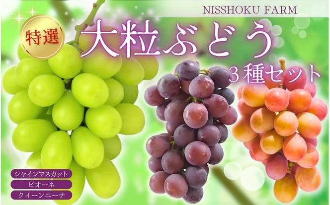 【2026年先行予約】 NISSHOKU　FARM　特選　大粒ぶどう３種セット（シャインマスカット入り）岡山 ぶどう 真庭市 高級 ギフト 贈り物 ピオーネ クイーンニーナ 【nisfarm010-02】