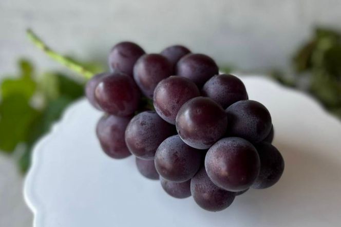 ぶどう 藤稔 2房 合計1.0kg以上 産地直送 朝採れ ぶどう 葡萄 岡山 Kawahara Green Farm 岡山県産 2026年 