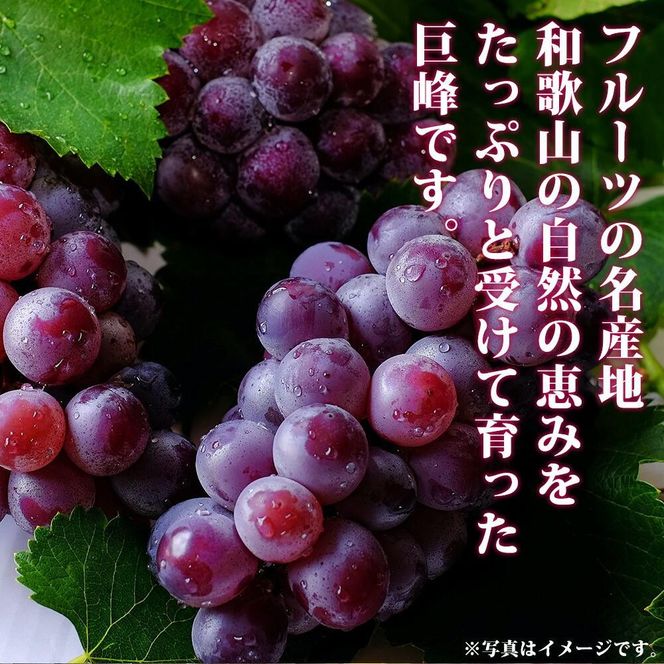 紀州有田産の種なし巨峰と梨セット　計約２kg【先行予約】【2026年8月中旬以降発送予定】AN027