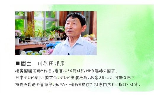 ブルーベリー の 苗 2品種セット （品種おまかせ） ラビットアイ系 ハイブッシュ系サザン サザンハイブッシュ系 苗 庭木 果樹 ガーデニング [BG013us]