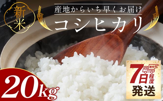 【7日程度で発送】新米コシヒカリ 20kg - 新米 お米 おこめ 国産 米 精米 ひのひかり ごはん 白米 ご飯 おにぎり おむすび 料理 調理 防災 非常食 備蓄 高知県 香南市 常温 at-0048