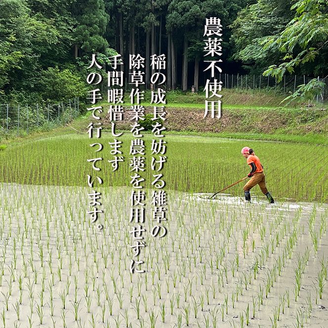 キヌヒカリ 5kg 新米 京都 丹波 お米 米 精米 きぬひかり 産地直送 令和8年 5キロ 新米26