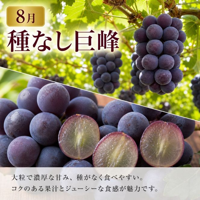 定期便 8・9月発送 紀州有田産旬のフルーツセット（種なし巨峰×2房（約800g〜1kg）・梨×3玉 化粧箱入）  	AN067