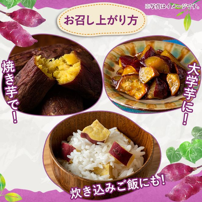 ＜先行予約受付中！2026年8月下旬以降順次発送予定＞訳あり！さつまいも (約10kg) 鹿児島県 阿久根市 さつま芋 サツマイモ 紅はるか 紅さつま シルクスイート 訳アリ 野菜 芋 イモ【松永青果】akn053-20