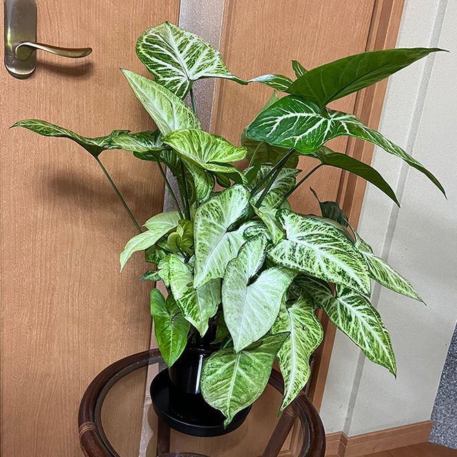 シンゴニューム・ホワイトバタフライ（観葉植物）（A1048-1）