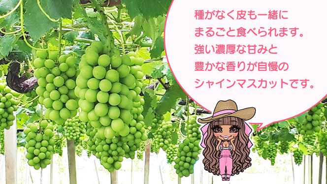 【 先行予約 】 極上の甘さの天使の シャインマスカット ！ 2房 （ 茨城県共通返礼品： かすみがうら市 ） 【 2026年9月頃発送 】 フルーツ 果物 マスカット ぶどう 葡萄 ブドウ 旬 国産 産地直送 ギフト 贈り物