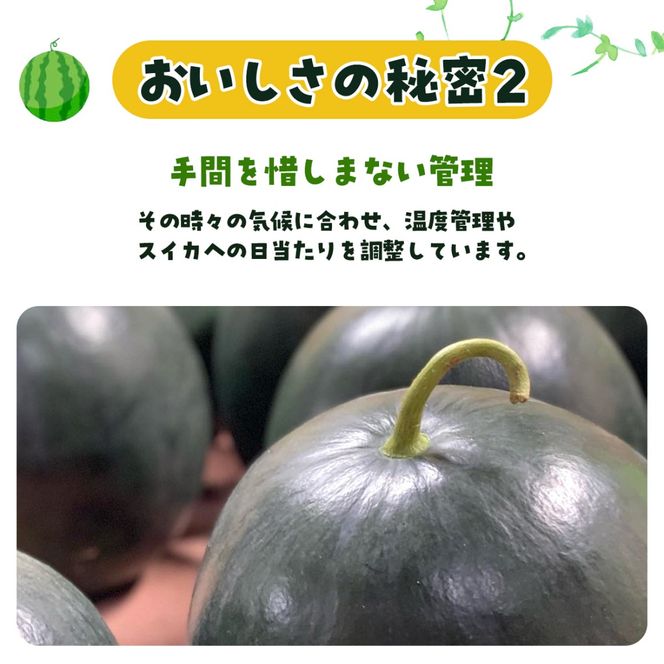 【先行予約・2027年6月下旬頃より発送】サンブラックスイカ SMAF005