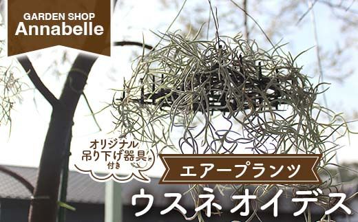 FK7-0189_エアープランツ ウスネオイデス オリジナル吊り下げ器具付き 観葉植物 植物 プラント 園芸 ガーデニング インテリア