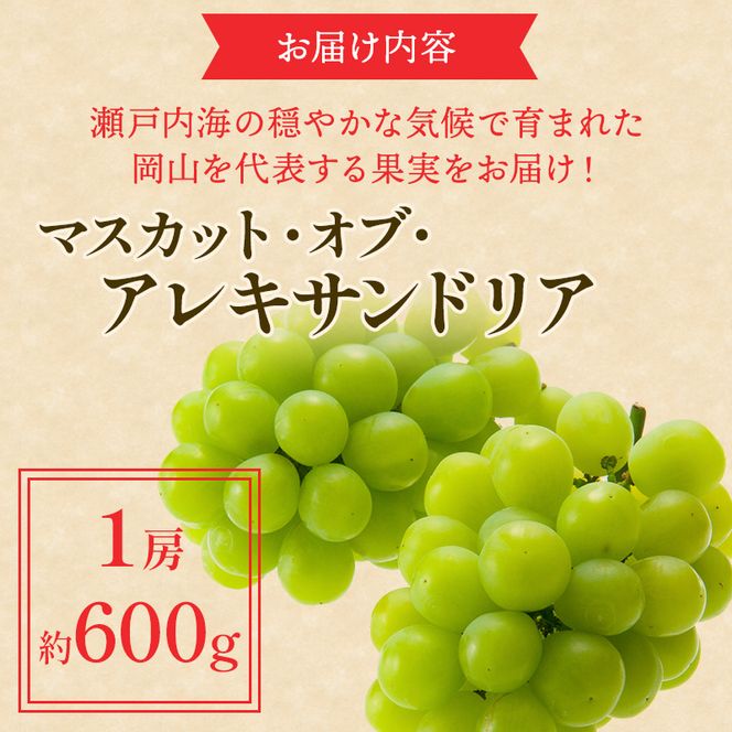 ぶどう 2026年 先行予約 マスカット ・オブ・アレキサンドリア 約600g×1房 ブドウ 葡萄  岡山県産 国産 フルーツ 果物 ギフト 岡山のブドウ デザート 食べ物 日本産 