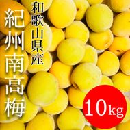 黄色～完熟梅 南高梅 10kg DJ069