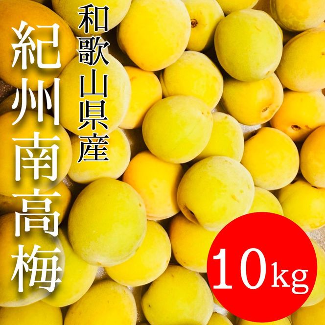 黄色～完熟梅 南高梅 10kg DJ069