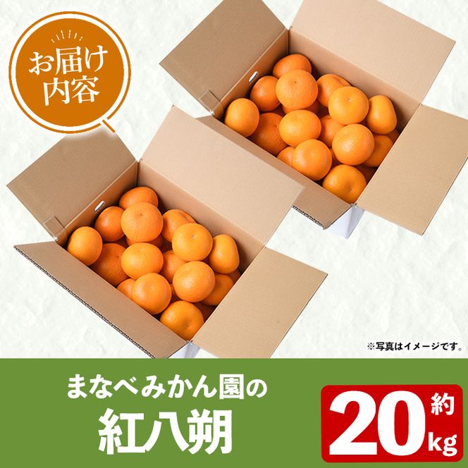 ＜先行予約受付中！2027年2月上旬以降順次発送予定＞まなべみかん園の紅八朔(約20kg) 国産 鹿児島県産 阿久根市産 柑橘類 果物 フルーツ べにはっさく 期間限定 数量限定 贈答用 ギフト デザート 【有限会社まなべみかん園】akn034-18