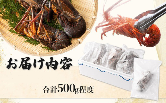 室戸産活冷伊勢海老【約５００g】　tk009