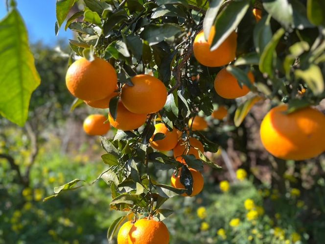 【先行予約】【訳あり】清見オレンジ 約10kg | 柑橘 みかん 果物 フルーツ 愛媛県産 農家直送　※離島への配送不可　※2025年3月中旬頃に順次発送予定