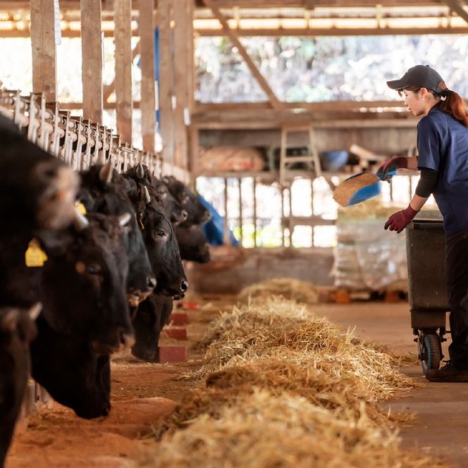 【自社農場和牛】黒毛和牛 赤身 焼肉用 800g（国産 黒毛和牛 牛肉 和牛 赤身 モモ ウデ 焼肉 BBQ）
