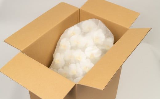 光触媒胡蝶蘭「誉(ほまれ)」【選べるカラー】 白黄／絞りピンク 【選べるラッピング】　E-279