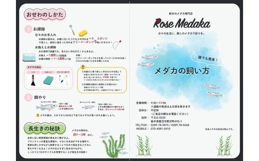 めだかさんミックス 計7匹（5匹＋死着保証2匹）（品種おまかせ） ｜ めだか メダカ 改良 飼育 生体 観賞魚 魚 ペット おまかせ ミックス ※2026年4月上旬～10月下旬頃に順次発送予定 ※北海道・沖縄・離島への配送不可
