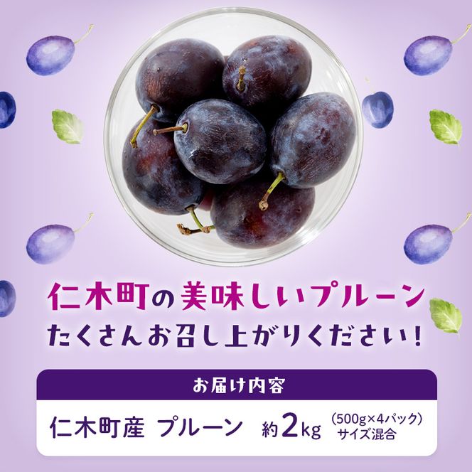[先行受付/2026年] 仁木町の採れたて「サンプルーン」サイズ混載 2kg（500g×4パック） 北海道 仁木 果物 フルーツ プルーン [フルーツショップ妹尾観光農園]