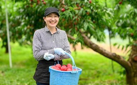 サマークリスタル 約2.6kg ［おぶせファーマーズ］先行予約 ネクタリン 果物 フルーツ 冷蔵便 クール便 長野県産 信州産 令和7年産【2025年7月中旬〜8月上旬発送】［F-20］