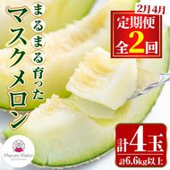 【0402206b】＜定期便・全2回(2月・4月)＞まるまる育ったマスクメロン(2玉×2回・計6.6kg以上) マスクメロン フルーツ 果物 果実 6キロ 数量限定 期間限定【まる美園芸組合】