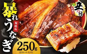 G3973d 【土用の丑の日までにお届け】うなぎ 暴れ盛り 250g（2カット）【規格外 お試し 鰻 かば焼き 簡単調理 訳あり サイズ不揃い 人気 惣菜 うな重 うな丼 ひつまぶし】