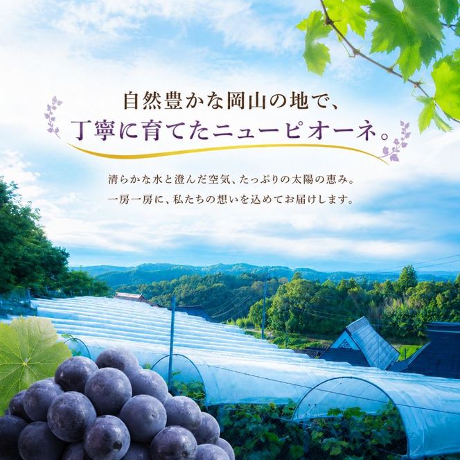 ぶどう ニュー ピオーネ 2kg  3房～4房 1房 約500g～600g 葡萄 フルーツ 岡山 高梁市産 赤迫農園 2026年 先行予約