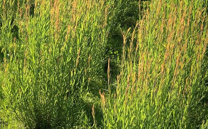 migiwa 月見草染めメガネケース / 伝統工芸品 行李編み メガネケース メガネ入れ 眼鏡 めがね 天然素材 高級 おしゃれ 和テイスト 大人 手作り ハンドメイド 日本製