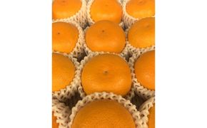 ≪香川・高松≫ご褒美ふるーつ「温室せとか」約2.5kg【2027年2月上旬からお届け】 372013_MD016