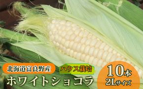 【2026年7月中旬発送】北海道 富良野産 ホワイトショコラ ハウス栽培 2Lサイズ 10本 白い とうもろこし (山本農園)