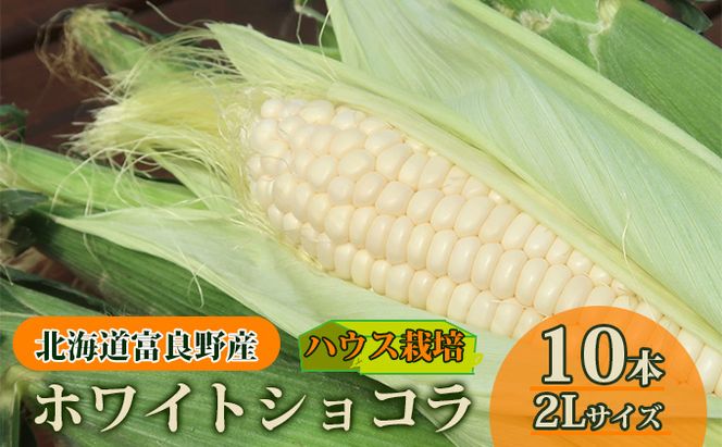 【2026年7月中旬発送】北海道 富良野産 ホワイトショコラ ハウス栽培 2Lサイズ 10本 白い とうもろこし (山本農園)