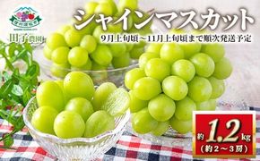 シャインマスカット約1.2kg (約2～3房)《田子農園》■2025年発送■※9月上旬頃～11月上旬頃まで順次発送予定