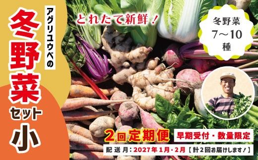 【 2回定期便 早期受付 数量限定 】アグリユウベの冬野菜セット (小) とれたて 新鮮 農家直送 国産 野菜 野菜便 やさい 野菜 冬野菜 産地直送 国産 旬 高知県 四万十市 四万十 しまんと 定期便 【配送月：2027年1月・2月】26-398