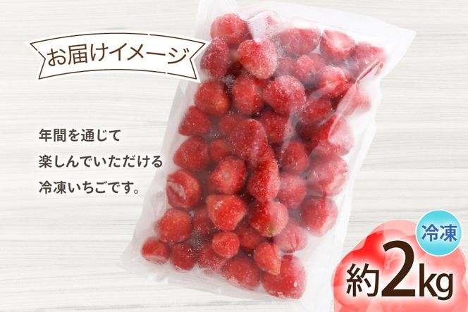 いちご 冷凍 あまおう 約2kg [地域商社ふるさぽ 福岡県 宇美町 um40bfw220008] フルーツ 果物 イチゴ 苺 くだもの ジャム シャーベット スムージー