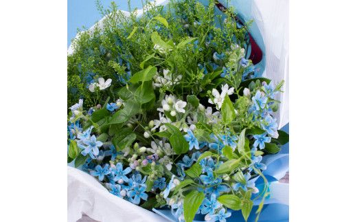 【CF-R7hbk】JJM003　《先行予約》芸西村特産ブルースター花束（約45本程度の花束）