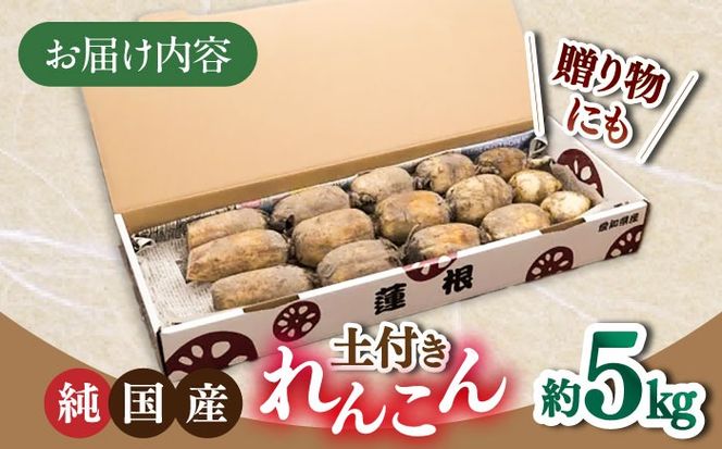 【先行予約】産地直送！土付き蓮根（5kg）【清水食品株式会社】れんこん レンコン 愛知県産 野菜 産地直送 愛西市/ 清水食品株式会社[AEAJ002]