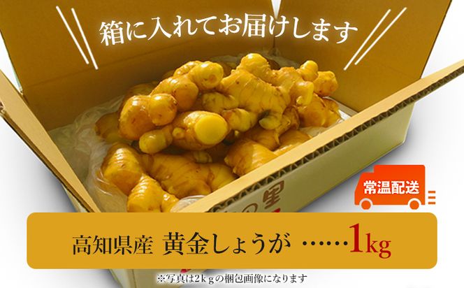 黄金しょうが 約1kg Xnb-0009