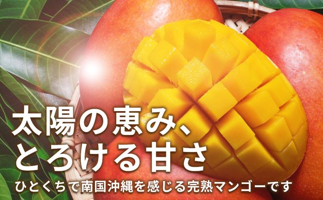 沖縄県産 贈答用マンゴー 1.5kg【 先行予約 2026年発送 】