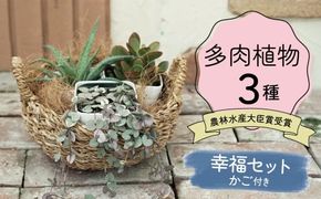 幸福セット【令和元年 農林水産大臣賞受賞】多肉植物3種室内用 インテリア プレゼント ギフト 癒し H195-007