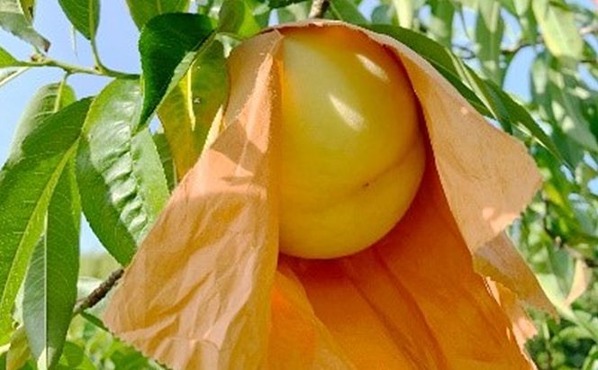 桃 2026年 先行予約 特選 おかやま夢白桃 7～9玉 約2kg もも モモ 岡山県産 国産 フルーツ 果物 ギフト