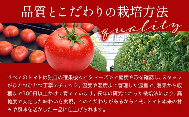 ビール クラフトビール トマト TOMATO ALE 330ml × 3本 《30日以内に出荷予定(土日祝除く)》 QUADRA BREWING ＆ GARAGE 茨城県 結城市 お酒 酒 とまと 結城市産---yuki_qbg_1_3e---