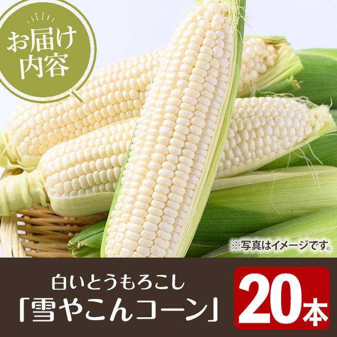 ＜先行予約受付中！2026年9月下旬以降順次発送予定＞白いとうもろこし「雪やこんコーン」(20本) 国産 トウモロコシ 玉蜀黍 ホワイト コーン 野菜 糖度 夏 イネ科 数量限定 期間限定 【うとさんち】akn067-27