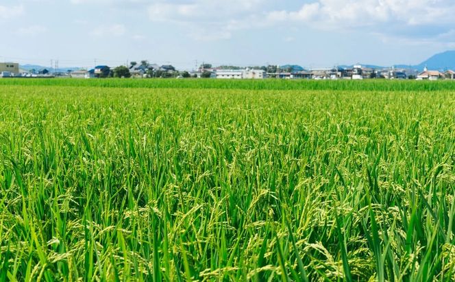 【ポスト投函】 福岡有明海産 焼き海苔 全形10枚 海苔 焼海苔 のり