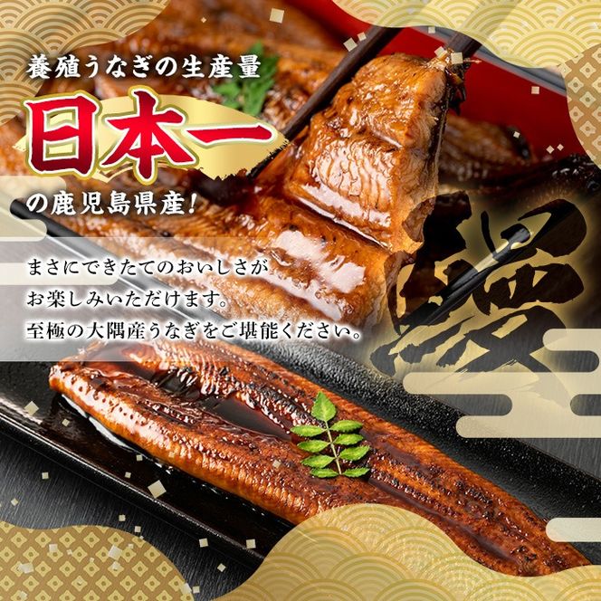【0174320a】東串良町のうなぎ炭火白焼(無頭)(2尾・計約300g・タレ、山椒付) うなぎ 高級 ウナギ 鰻 国産 白焼き 鹿児島 ふるさと 人気【アクアおおすみ】