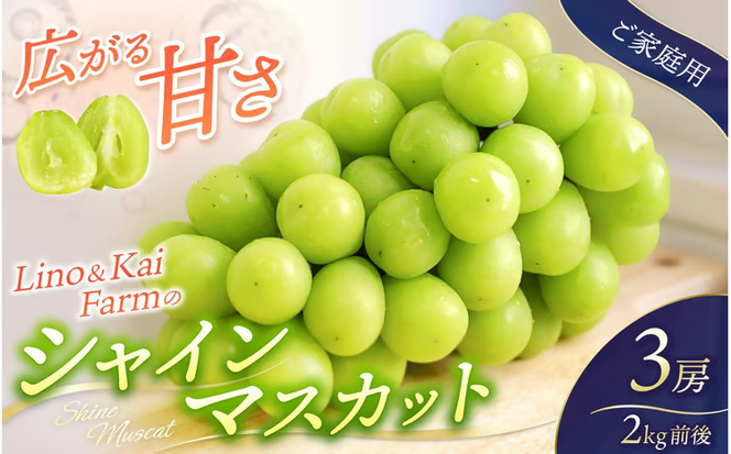 【2026年先行予約】 【ご家庭用】 Lino＆Kai Farmのシャインマスカット 3房前後(2kg程度）化粧箱入 / 朝採れ ぶどう 岡山 真庭市 シャインマスカット 高級 ギフト 大粒 果物 贈答 人気 産地直送 国産 数量限定 種なし 【linokai002-02】