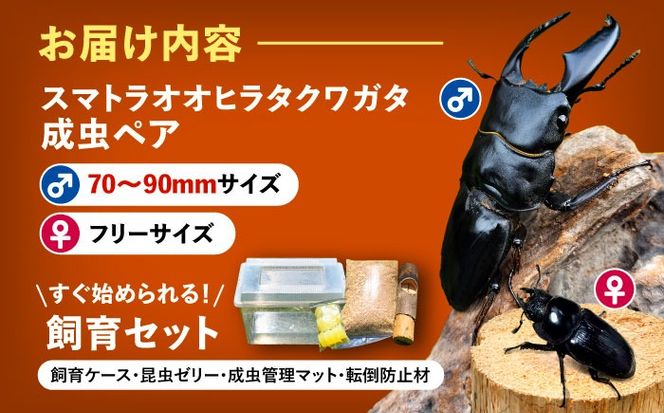 配送不可地域：北海道・沖縄・離島】スマトラオオヒラタクワガタ