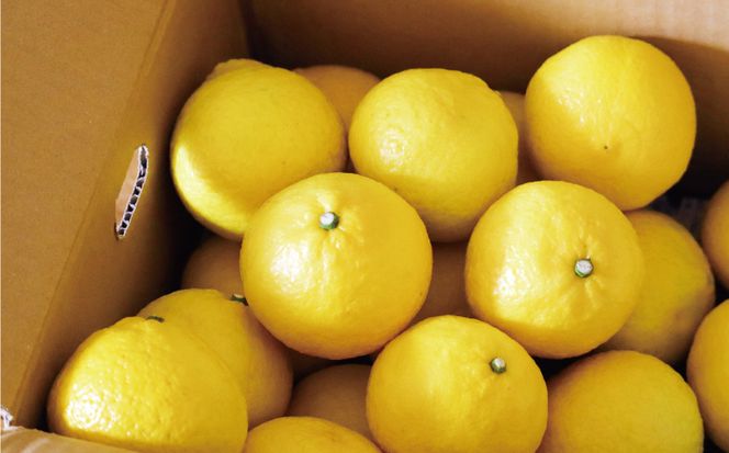 数量限定 順次発送 はるか 5kg 10000円 みかん mikan 蜜柑 ミカン 国産 産地直送 農家直送 期間限定 特産品 ゼリー ジュース アイス 等に 人気 限定 フルーツ 果物 柑橘 甘い おいしい ジューシー お取り寄せ ギフト プレゼント サイズ ミックス 愛南町 愛媛県 吉田農園