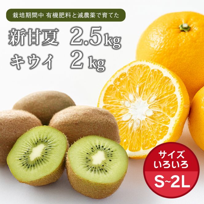 片山農園の淡路島産新甘夏2.5kgとキウイ2.0kg【サイズいろいろS～2Lサイズ】