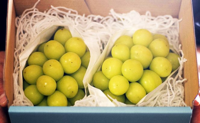 【2026年9月～発送】シャインマスカット 約1kg 2房 ぶどう フルーツ 果物 デザート 長野県 山ノ内町