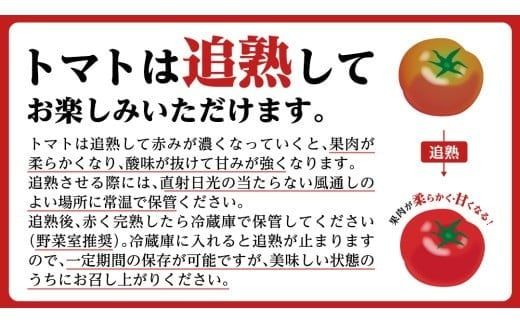 フルーツトマト 大箱 約2.6kg × 1箱 【大玉 20～35玉/1箱】 2026年産 糖度7度 以上 野菜 フルーツ トマト とまと [AF072ci]